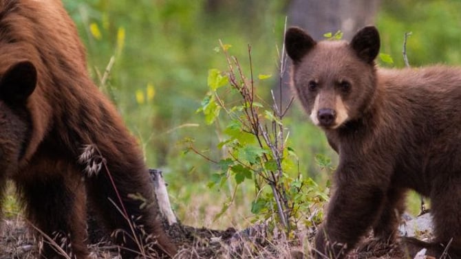 Are Bears in the Black Hills? It’s Controversial.