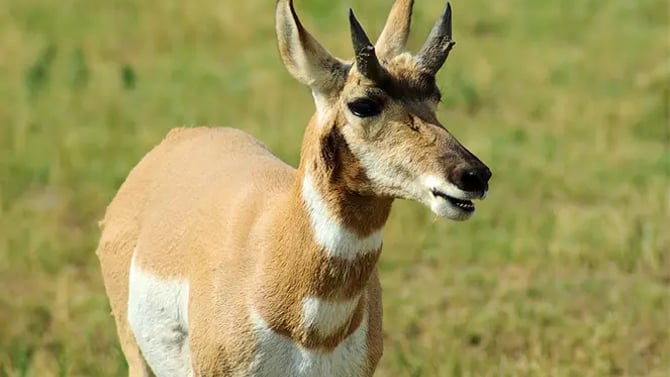 What Do You Do if You See a Wild Animal While Hiking?
