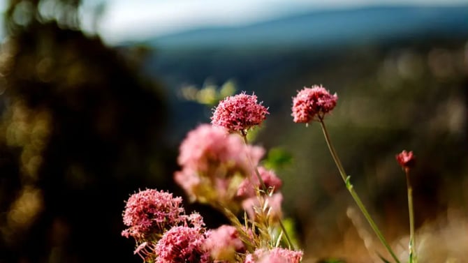 The Black Hills in May: Ultimate Spring Vacation